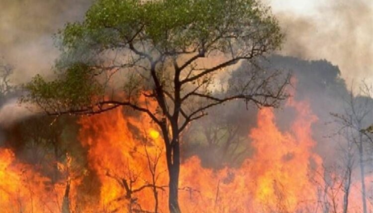 Incendios-forestales-en-Traiguén-dejan-al-menos-4-viviendas-quemadas