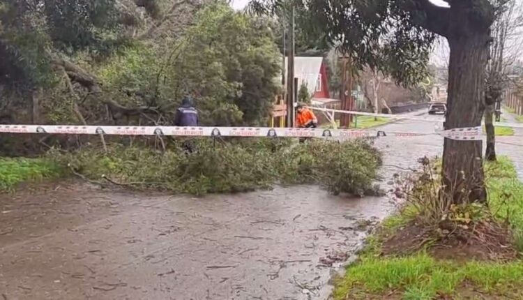 caida arbol 1